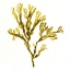 Picture of SUSPENDED SEAWEED I
