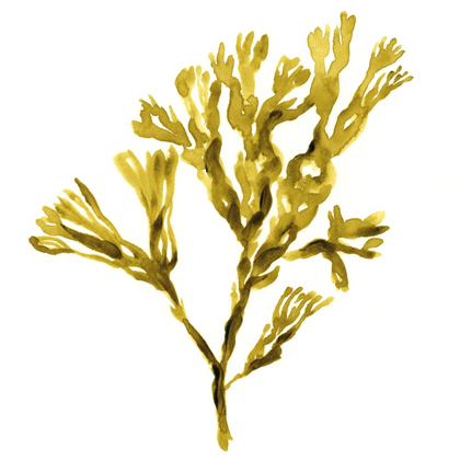 Picture of SUSPENDED SEAWEED II
