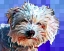 Picture of POP DOG V