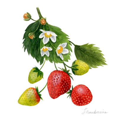 Picture of STRAWBERRY STUDY I