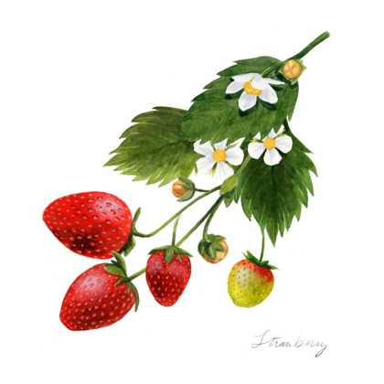 Picture of STRAWBERRY STUDY II