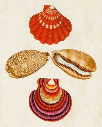 Picture of KNORR SHELLS II