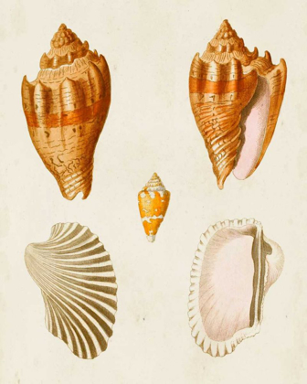 Picture of KNORR SHELLS VII
