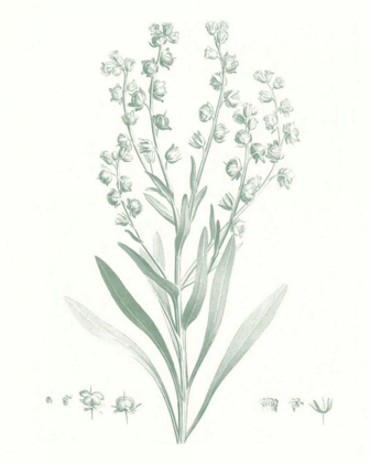 Picture of BOTANICAL STUDY IN SAGE I