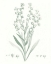 Picture of BOTANICAL STUDY IN SAGE I