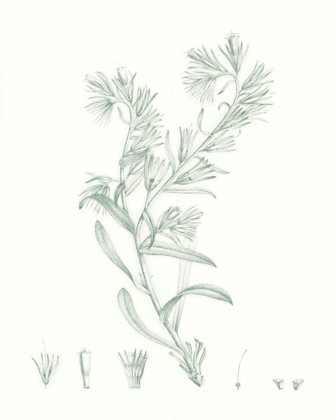 Picture of BOTANICAL STUDY IN SAGE II