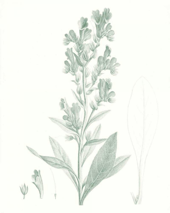 Picture of BOTANICAL STUDY IN SAGE III