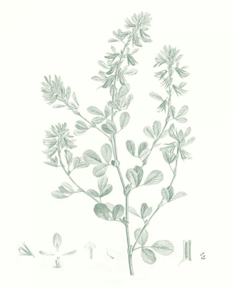 Picture of BOTANICAL STUDY IN SAGE VIII