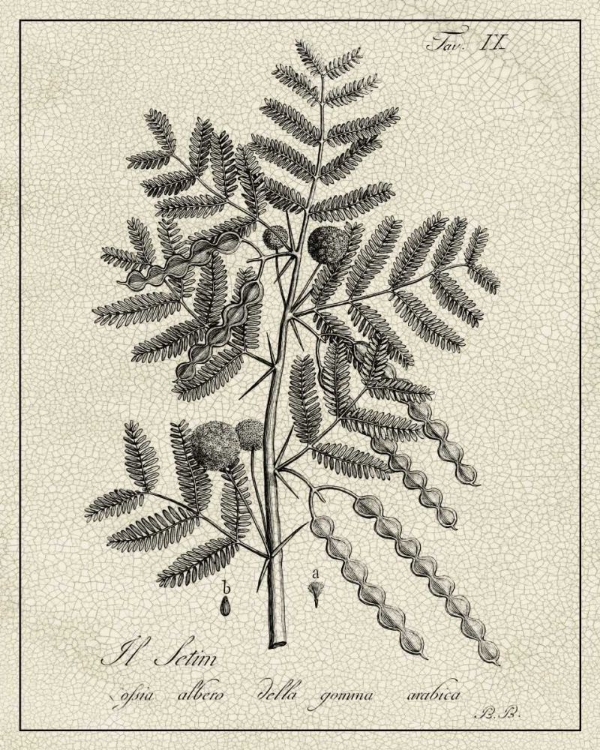 Picture of ANTIQUE BLACK AND WHITE BOTANICAL I