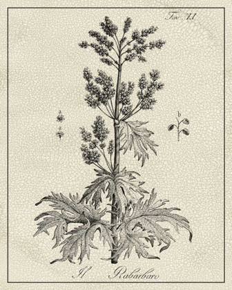 Picture of ANTIQUE BLACK AND WHITE BOTANICAL III
