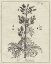 Picture of ANTIQUE BLACK AND WHITE BOTANICAL III