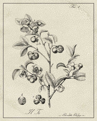 Picture of ANTIQUE BLACK AND WHITE BOTANICAL IV