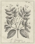 Picture of ANTIQUE BLACK AND WHITE BOTANICAL VII