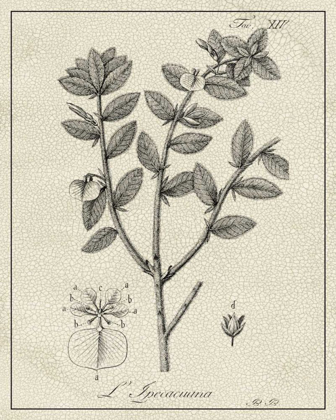 Picture of ANTIQUE BLACK AND WHITE BOTANICAL VIII