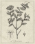 Picture of ANTIQUE BLACK AND WHITE BOTANICAL VIII