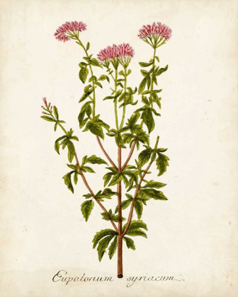 Picture of ANTIQUE HERB BOTANICAL I