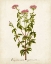 Picture of ANTIQUE HERB BOTANICAL I