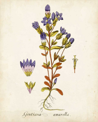 Picture of ANTIQUE HERB BOTANICAL II
