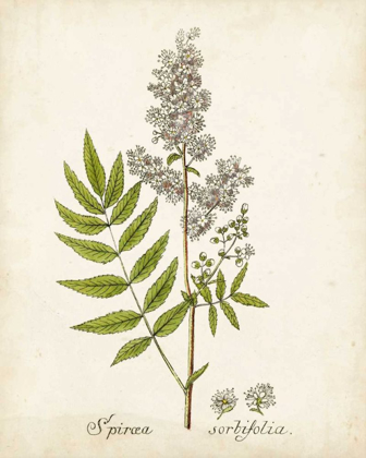 Picture of ANTIQUE HERB BOTANICAL III