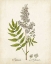 Picture of ANTIQUE HERB BOTANICAL III