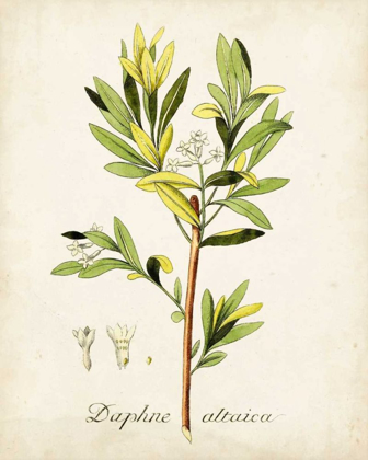 Picture of ANTIQUE HERB BOTANICAL IV
