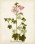 Picture of ANTIQUE HERB BOTANICAL V