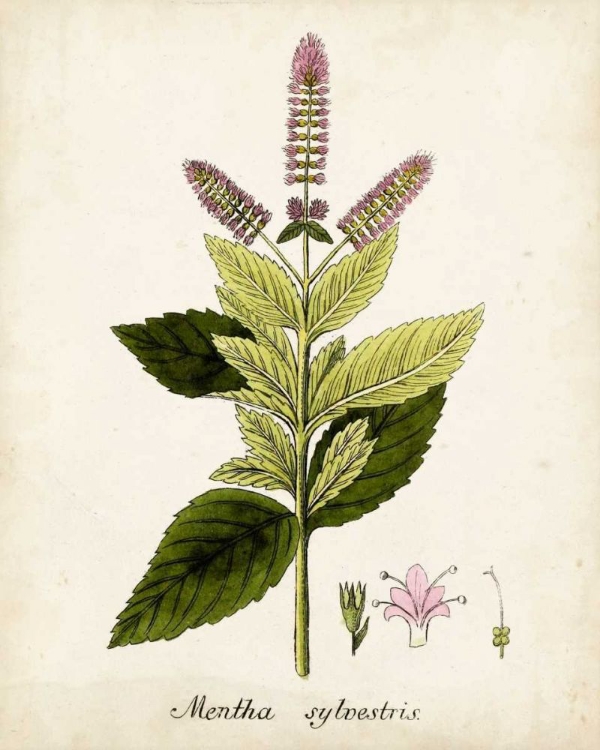 Picture of ANTIQUE HERB BOTANICAL VI