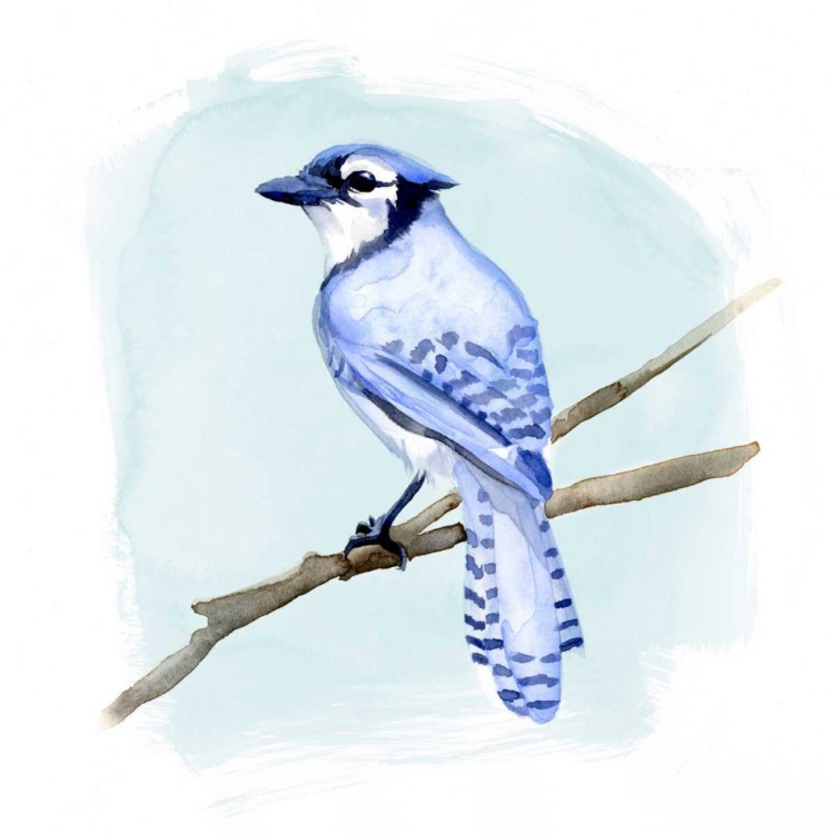 Picture of COASTAL BLUE JAY II