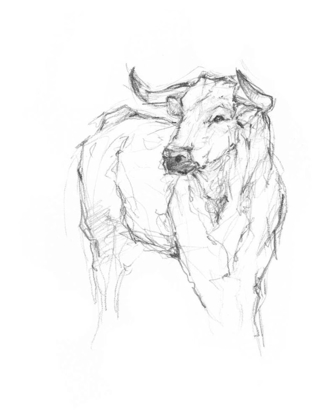 Picture of BULL STUDY I