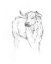 Picture of BULL STUDY I