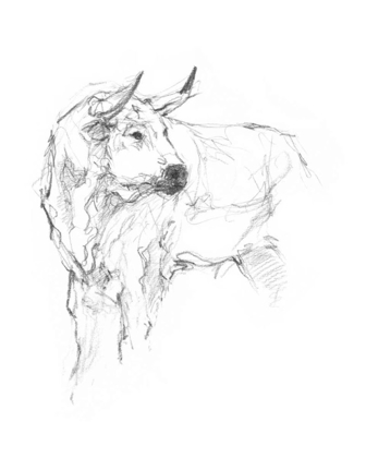 Picture of BULL STUDY II