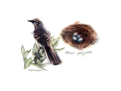 Picture of BIRD AND NEST STUDY I