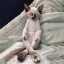 Picture of CAT YOGA II