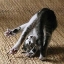 Picture of CAT YOGA IV