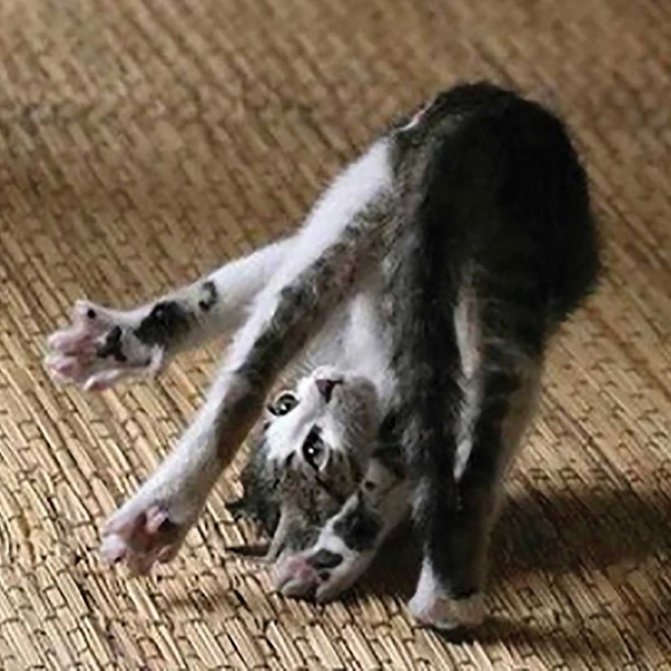 Picture of CAT YOGA IV