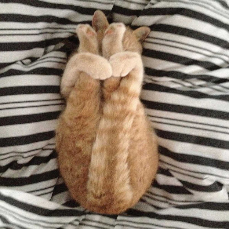 Picture of CAT YOGA IX