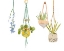 Picture of HANGING GREENS IV