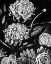 Picture of ENCHANTED BLOOM II