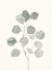 Picture of DELICATE SAGE BOTANICAL I