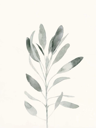 Picture of DELICATE SAGE BOTANICAL II