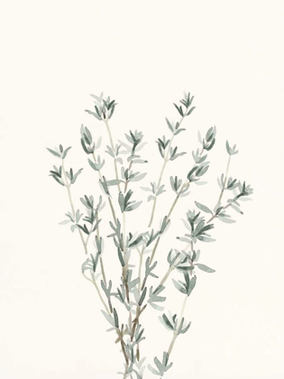 Picture of DELICATE SAGE BOTANICAL III