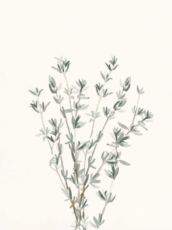 Picture of DELICATE SAGE BOTANICAL III