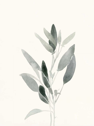 Picture of DELICATE SAGE BOTANICAL IV