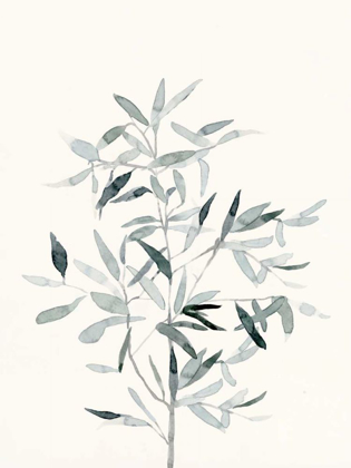 Picture of DELICATE SAGE BOTANICAL VI