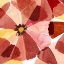 Picture of ELEMENTARY FLORA I