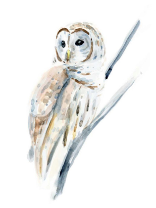 Picture of ARCTIC OWL I