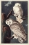 Picture of PL 121 SNOWY OWL