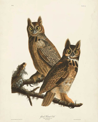 Picture of PL 61 GREAT HORNED OWL