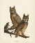 Picture of PL 61 GREAT HORNED OWL