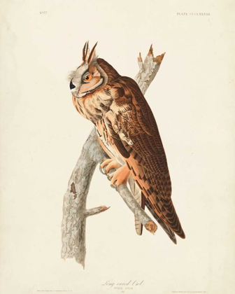 Picture of PL 383 LONG-EARED OWL